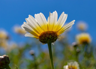 Spring flowers in Mallorca