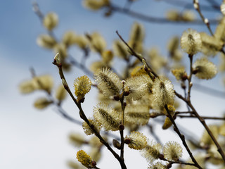 Salix caprea - Gros plan sur des rameaux du saule marsault garnis de chatons de fleurs dressés