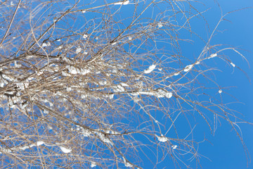 snow on a tree branch against the sky