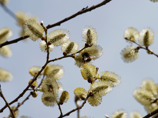 Salix caprea - Rameaux du saule marsault garnis de chatons de fleurs dressés nectifères fréquentés par un bourdon récoltant le nectar