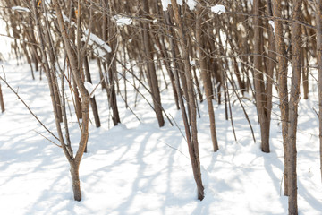 Winter landscape with snow