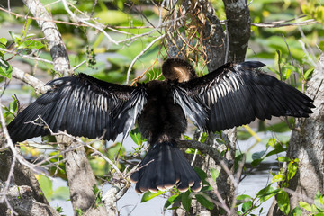A wild anhinga drying itself in the sun in Everglades National Park (Florida).