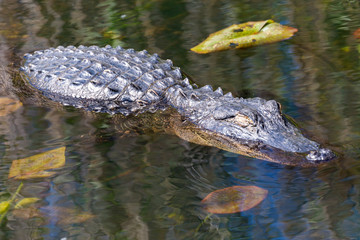 A wild alligator swimming in the waters of Everglades National Park (Florida).