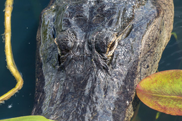A wild alligator swimming in the waters of Everglades National Park (Florida).