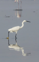 Egret walking on a lake