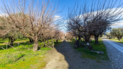 The garden of olives 