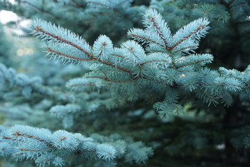 Ветки ели, fir-tree branches