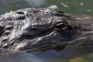 Fototapeta premium A wild alligator swimming in the waters of Everglades National Park (Florida).