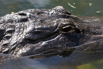 A wild alligator swimming in the waters of Everglades National Park (Florida).