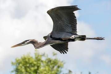 A wild great blue heron in Everglades National Park (Florida).