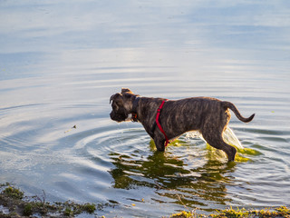 A young dog of the American staffordshire breed in a lagoon