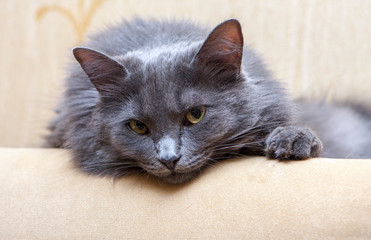 Sleeping gray cat on sofa