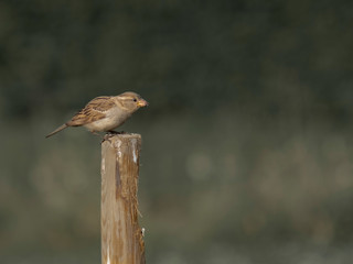 A house sparrow who just has caught a small ant.
