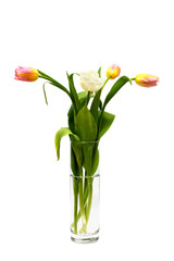 Bouquet of yellow, pink and white tulips on white background. Vase with tulips