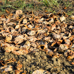 Heaps of rotting watermelons. Peel of melon. An abandoned field