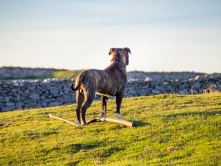 A young dog of the American staffordshire breed in spring in the field
