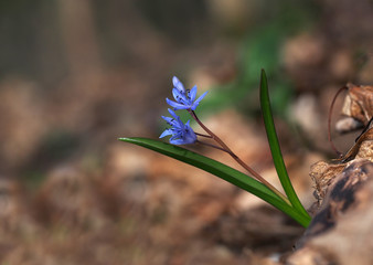 Scilla / Neckarzwiebel / Sternhyazinthe