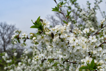 Cherry blossoms with beetles in flowers drink nectar