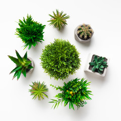 Circle of various succulent plants in pots, top view