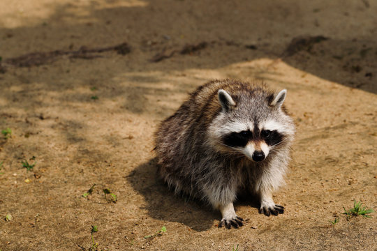 Close-up of full body sitting common raccoon