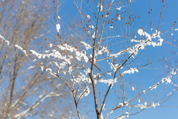 snow on a tree branch against the sky