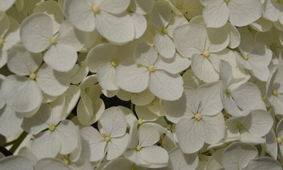 White flowers