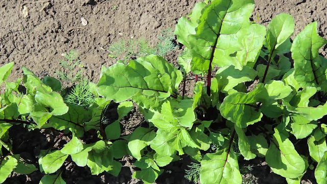  Young beet growing in the garden