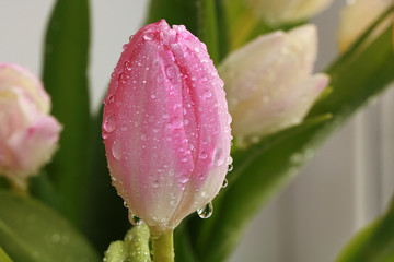 Flower with drops on a white background, beautiful tulip with drops after the rain, the arrival of spring