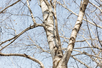 Trunks and branches of birches with white birch bark in a birch grove against the blue sky