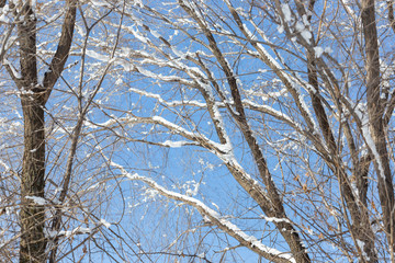 Winter landscape with snow