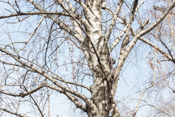 Trunks and branches of birches with white birch bark in a birch grove against the blue sky