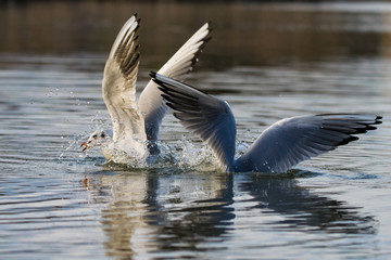 Black headed gull in winter plumage taking to flight from a lake