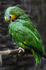 Orange-winged amazon parrot. Latin name - Amazona amazonica