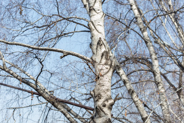 Trunks and branches of birches with white birch bark in a birch grove against the blue sky