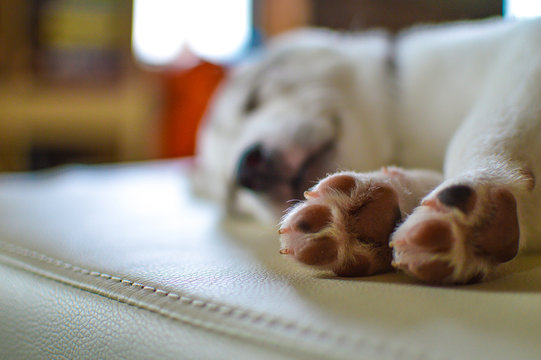 cute puppy paws