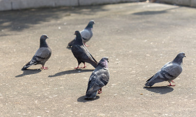Many pigeons are eating food © donikz