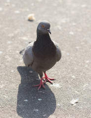 Obraz premium pigeons eat food