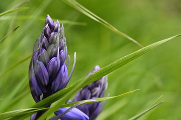 purple flower in grass