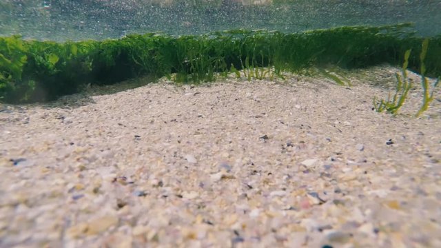 Algas de mar a lo lejos.