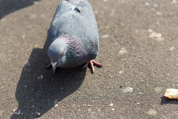 pigeons eat food