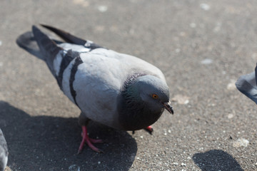 pigeons eat food
