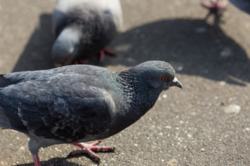 Many pigeons are eating food