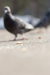 pigeons eat food