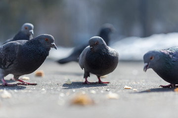 Many pigeons are eating food