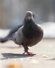 pigeons eat food