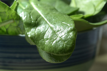 Fresh spinach in a bowl