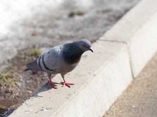 Many pigeons are eating food