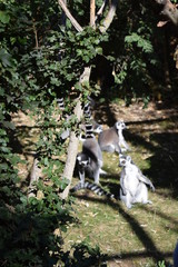 lemur 3