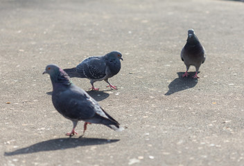 Many pigeons are eating food