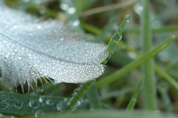 White feather in grass